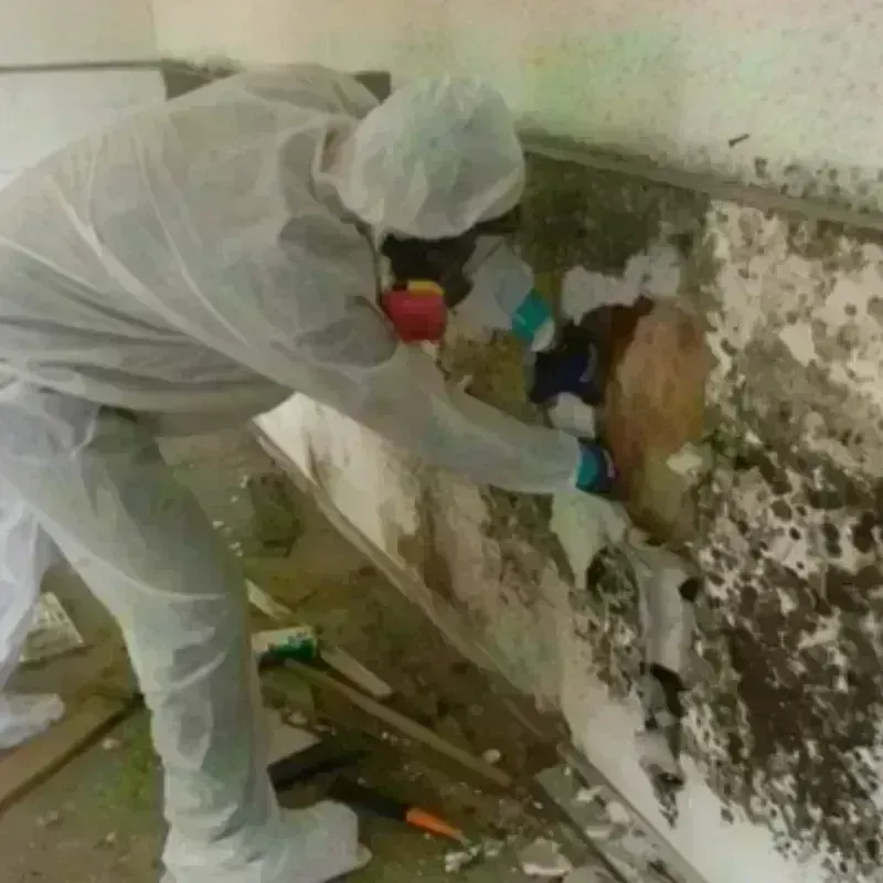 Mold Remediation and Removal in Seabrook, MD